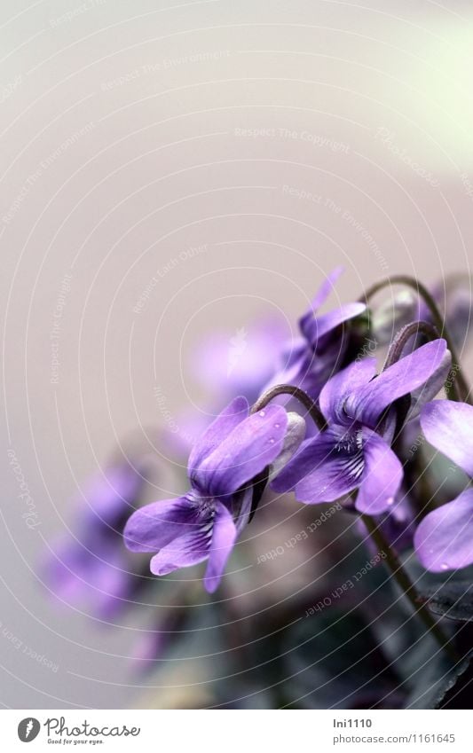 Veilchen Umwelt Natur Pflanze Himmel Frühling schlechtes Wetter Regen Blume Blüte Wildpflanze Duftveilchen Garten Park beobachten Wachstum außergewöhnlich