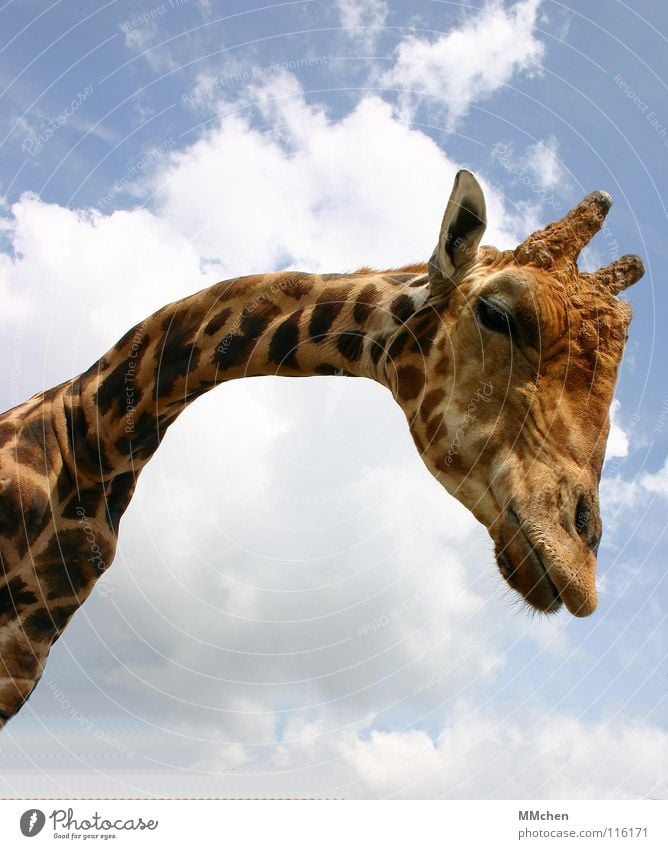 Gibt`s was Neues? Luft groß klein lang kurz gelb Zoo Besucher Tier Neugier Halswirbel Safari gefangen bücken gebeugt Lippen Fell Muster Säugetier Giraffe Himmel