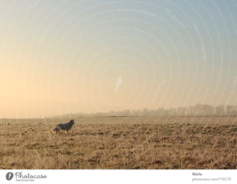 Kalter Hund Tier Feld Wiese kalt Morgen Winter Eis Klirren frieren Luft Ferne stehen Einsamkeit verloren rosa weiß Gras gehen Spaziergang Romantik laufen flach