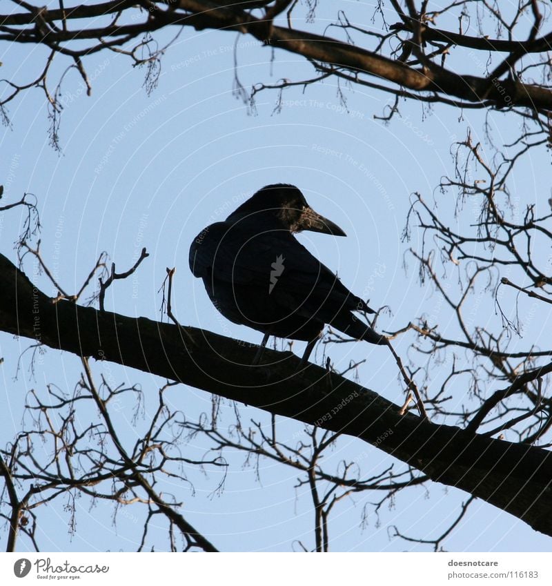 Nevermore. Tier Himmel Herbst Baum Vogel 1 blau schwarz Tod Vergänglichkeit Rabenvögel Krähe Wachsamkeit Klarer Himmel Farbfoto Außenaufnahme Silhouette