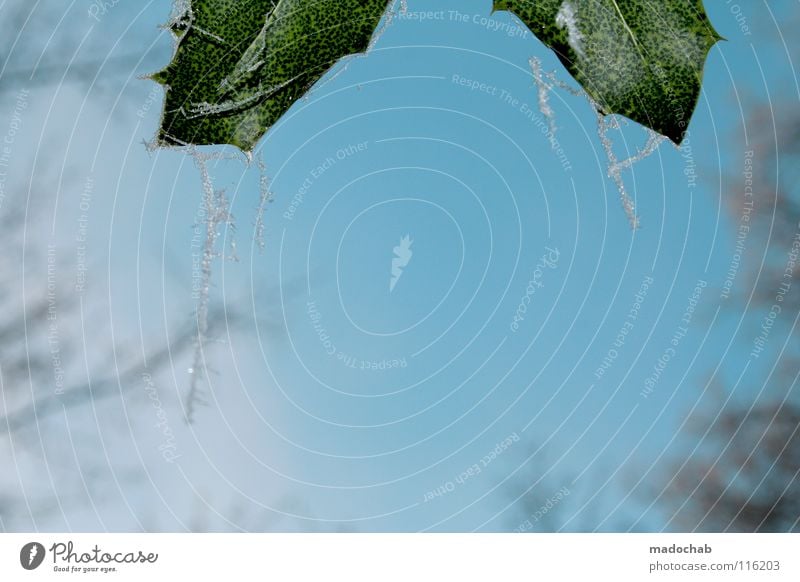 TREFFEN SICH 2 AUSDRUCKSLOSE BLÄTTER Winter frieren Tier Botanik Natur Blatt gefroren Stimmung kalt schön grün weiß Romantik Frost Kristallstrukturen Schnee