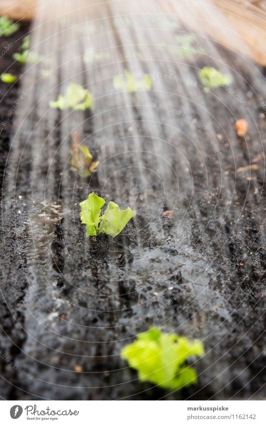 urban gardening Lebensmittel Gemüse Salat Salatbeilage Bioprodukte Vegetarische Ernährung Diät Slowfood Lifestyle Häusliches Leben Garten frisch