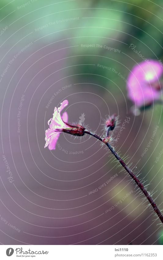 Blümchen Natur Pflanze Frühling schlechtes Wetter Regen Blume Blüte Lichtnelke Garten Park Wiese Feld Wald Flussufer Teich Bach schön kalt nass braun mehrfarbig