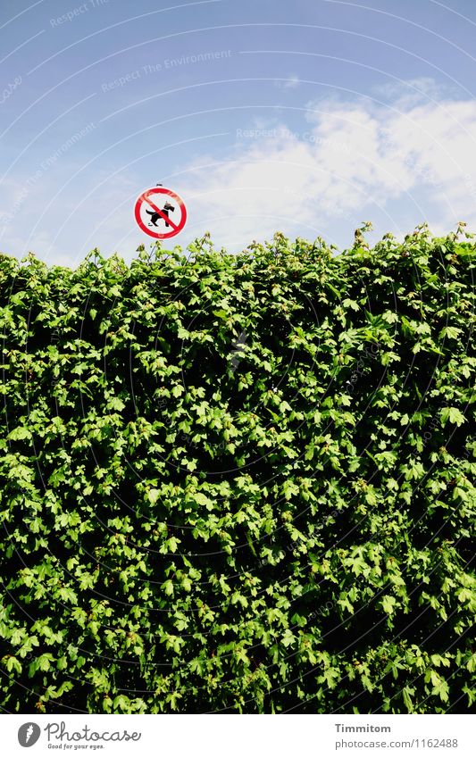 Für Flughunde! Umwelt Himmel Wolken Frühling Schönes Wetter Baum Park Schilder & Markierungen Fröhlichkeit blau grün weiß Gefühle Verbote Hecke Warnung Farbfoto