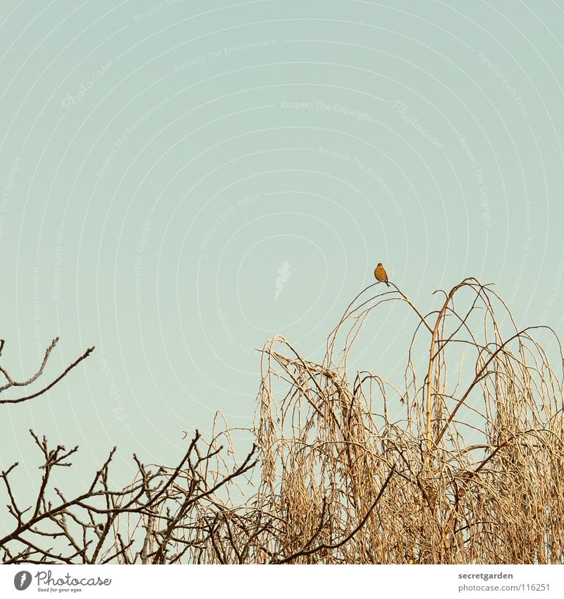 sei immer gut zu vögeln. Vogel Baum laublos Winter Herbst hocken hockend Raum schlechtes Wetter ruhig Erholung Trauer Langeweile Pause gefährlich Birke