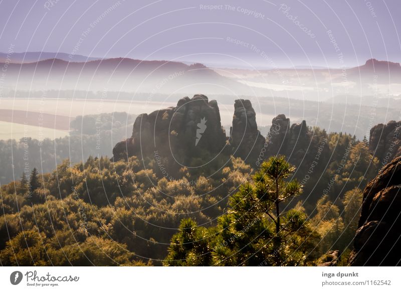 Sachsenland Umwelt Natur Landschaft Pflanze Sommer Schönes Wetter Baum Wald Hügel Felsen Berge u. Gebirge Bad Schandau Sächsische Schweiz Deutschland Region