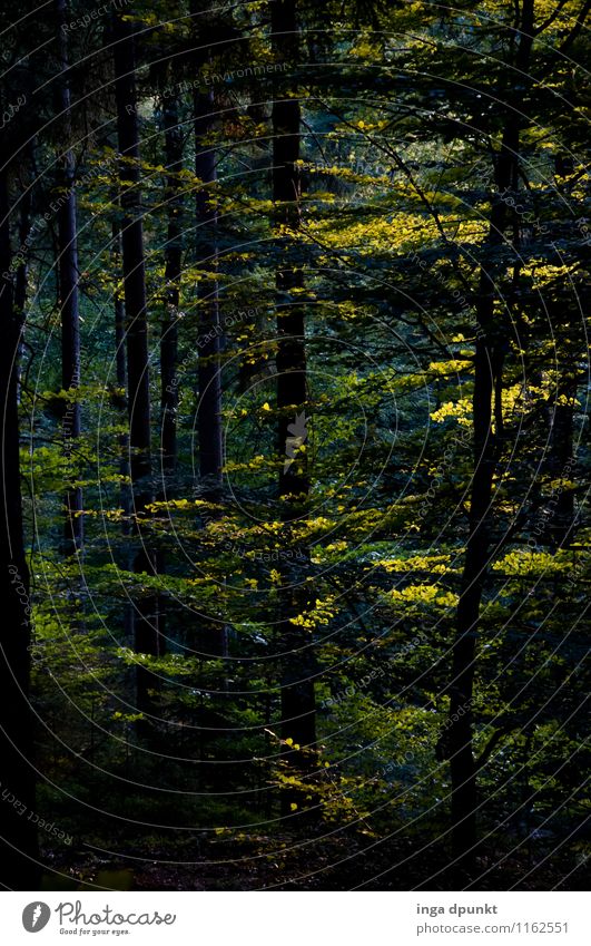 ...statt Blumen Umwelt Natur Landschaft Pflanze Herbst Baum Mischwald Wald Sachsen Sächsische Schweiz Bad Schandau grün Licht Lichteinfall Jahreszeiten