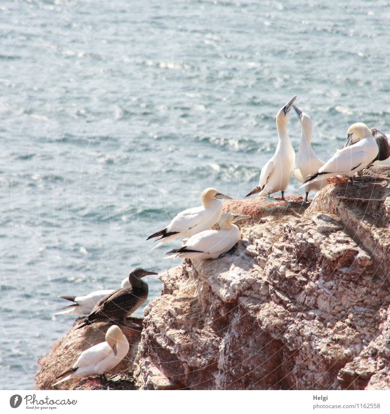 Brutkolonie... Ferien & Urlaub & Reisen Tourismus Meer Umwelt Natur Landschaft Tier Wasser Sommer Schönes Wetter Felsen Nordsee Insel Helgoland Wildtier Vogel