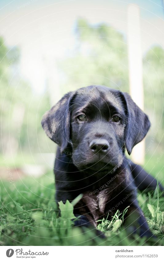 smal boy Tier Haustier Hund 1 grün schwarz Labrador Retriever Basti Welpe liegen Gras Farbfoto Nahaufnahme Schwache Tiefenschärfe Tierporträt