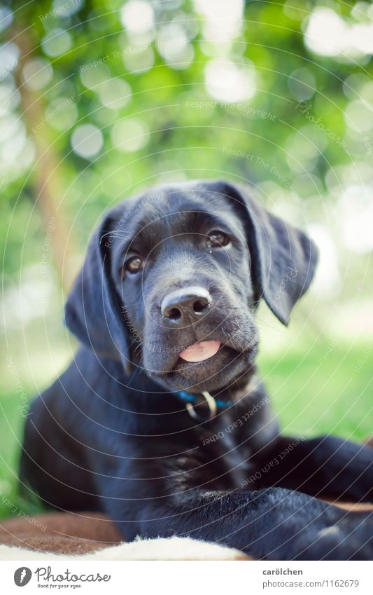 nö Tier Haustier Hund 1 frech grün schwarz Labrador Welpe Zunge liegen Basti Farbfoto Außenaufnahme Nahaufnahme Textfreiraum oben Schwache Tiefenschärfe