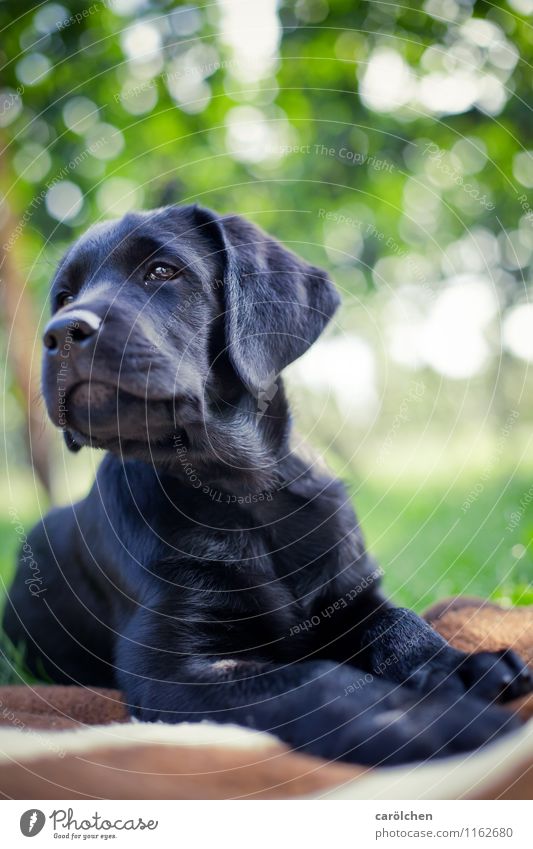 proud boy Tier Haustier Hund 1 blau grün Labrador Welpe Stolz Platz liegen schwarz Basti Farbfoto Außenaufnahme Nahaufnahme Textfreiraum oben