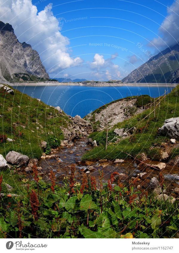 rauschendes Bächlein Umwelt Natur Landschaft Pflanze Wasser Himmel Wolken Sommer Schönes Wetter Blume Gras Sträucher Moos Alpen Berge u. Gebirge Gipfel kalt