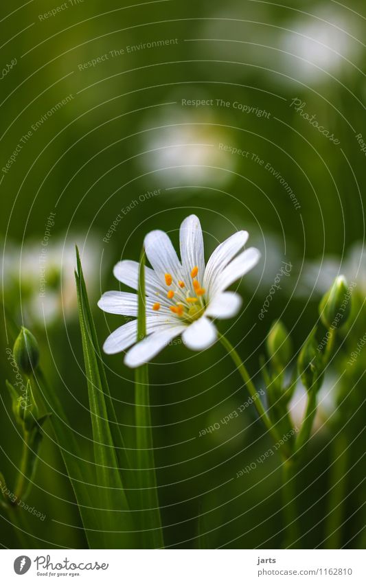 einzelgänger Umwelt Natur Pflanze Frühling Sommer Schönes Wetter Blume Blüte Wiese Duft frisch natürlich Gelassenheit ruhig Farbfoto Außenaufnahme Nahaufnahme