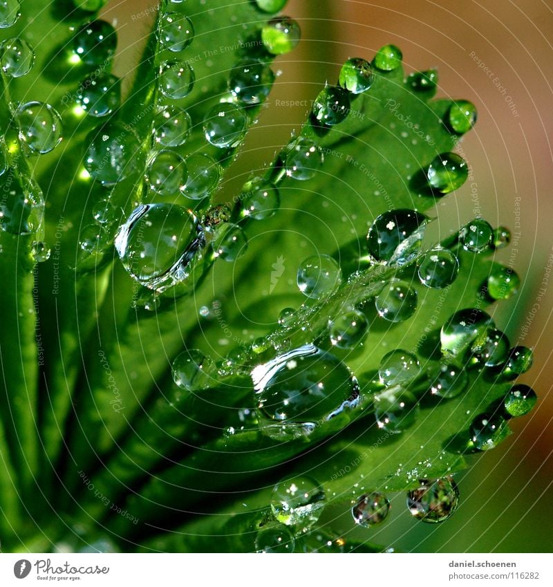 Tautropfen 2 Wassertropfen Klarheit frisch Sauberkeit rein grün glänzend Morgen Gras durchsichtig Hintergrundbild Wiese Makroaufnahme Nahaufnahme Seil Schatten