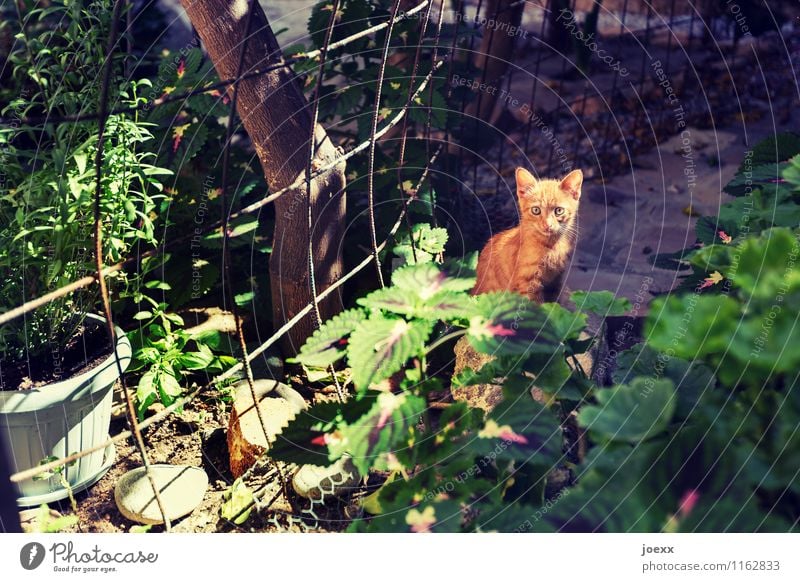 Wer bist Du? Garten Haustier Katze 1 Tier Tierjunges Blick sitzen braun grün Neugier Katzenbaby Farbfoto mehrfarbig Außenaufnahme Menschenleer Licht Schatten