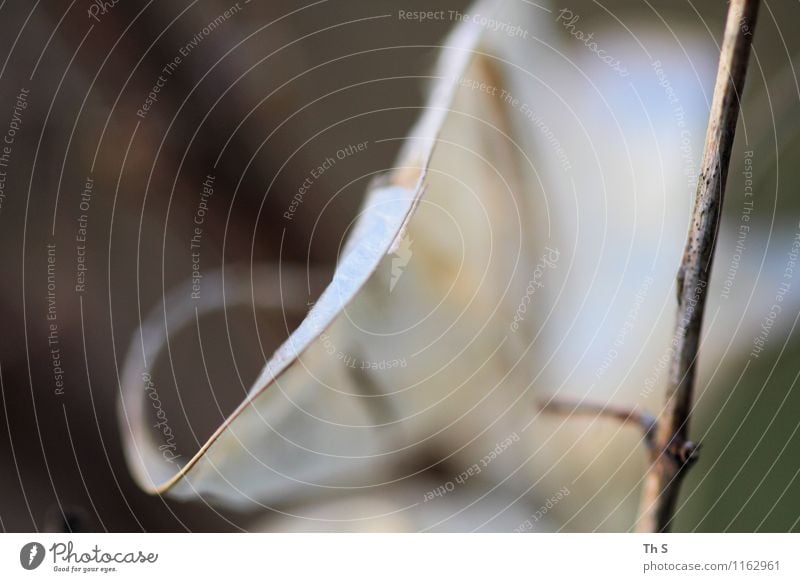 Blatt Umwelt Natur Pflanze Herbst Winter Bewegung verblüht ästhetisch authentisch einfach elegant natürlich Gelassenheit geduldig ruhig einzigartig Farbfoto