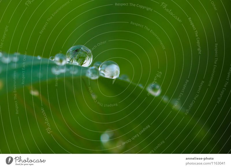 tears of nature Pflanze Wassertropfen Frühling Regen Gras Blatt Garten Wiese Tropfen nass grün Natur Farbfoto Außenaufnahme Nahaufnahme Detailaufnahme