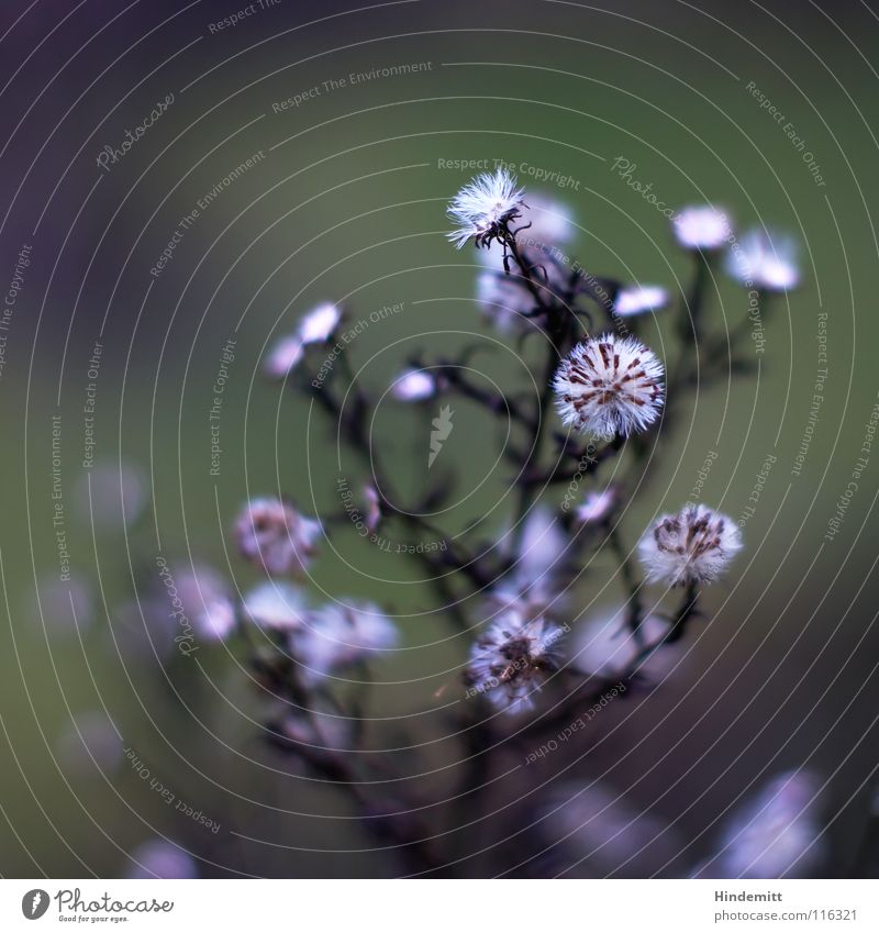 3. Blumen sagen mehr als Worte ... Sonderfahrt ins Glück Astern Blüte Stengel Härchen Wiese grün weiß grau silber Winter Herbst Blühend welk braun offen