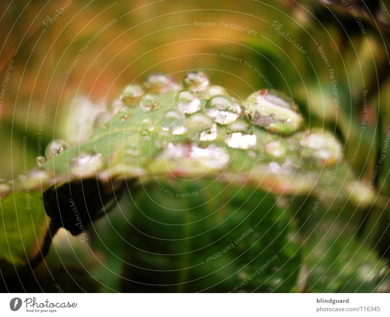 Schwere Last Blatt grün nass frisch Licht glänzend nah Regen blitzen Gewitterregen groß klein Makroaufnahme liquide Nahaufnahme feucht Unwetter rosa Umwelt