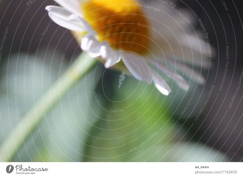 Im Wind Umwelt Natur Pflanze Frühling Sommer Blume Blüte Kamillenblüten Margarithe Garten Park Feld Blühend Wachstum ästhetisch natürlich weich gelb grün weiß