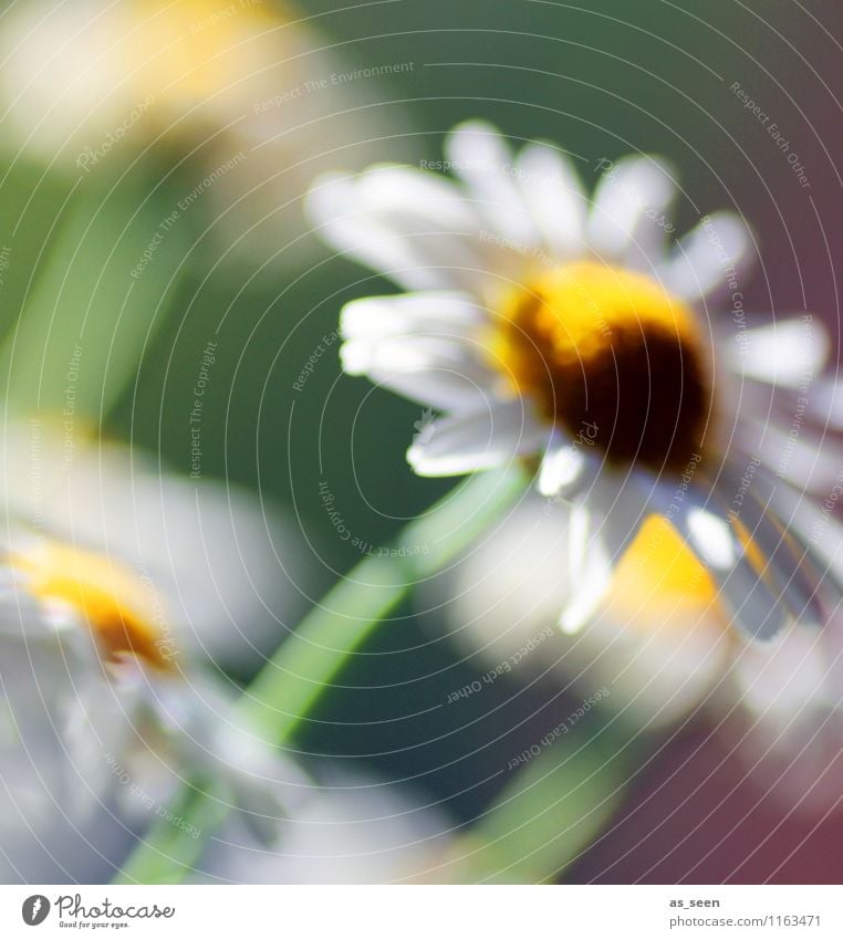 Blüte im Wind Design schön Wellness harmonisch Sinnesorgane Erholung ruhig Garten Umwelt Natur Pflanze Frühling Sommer Schönes Wetter Blume Park berühren