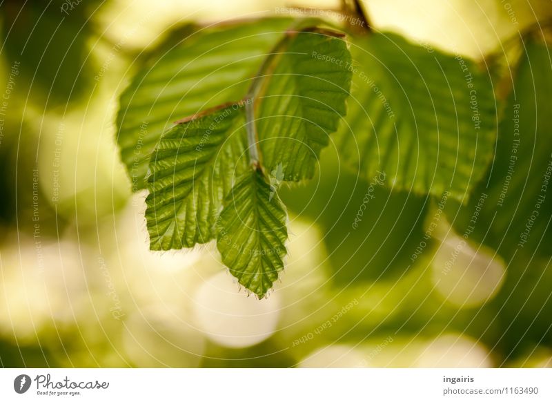 Buchgrün Natur Pflanze Frühling Blatt Buchenblatt glänzend leuchten Wachstum frisch natürlich weich braun Stimmung Frühlingsgefühle Idylle rein träumen