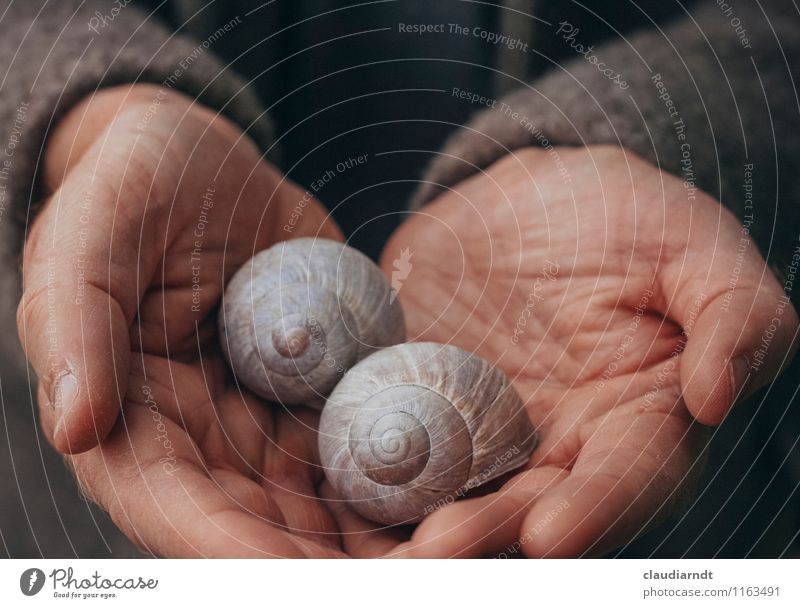 Schätze Mensch maskulin Mann Erwachsene Hand 1 Pflanze Wildtier Schnecke Weinbergschnecken Weinbergschneckenhaus 2 Tier Tierpaar schleimig schön braun Schutz