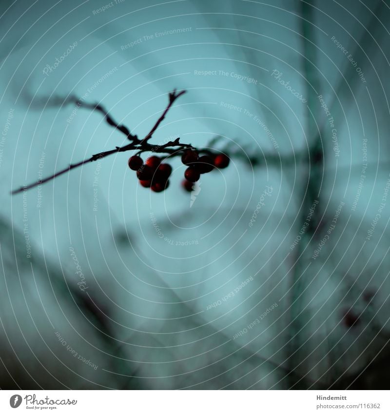 Verbotene Früchte rot Ernährung Vogel Winter Herbst glänzend erleuchten Reflexion & Spiegelung Unschärfe dunkel braun Freundlichkeit Gift Warnfarbe