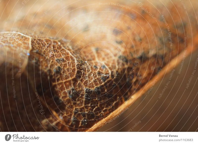 Blatt Umwelt Natur Herbst Pflanze braun gelb schwarz Blattadern Strukturen & Formen trocken Tod Zeit Leben Landkarte nah fein Farbfoto Außenaufnahme