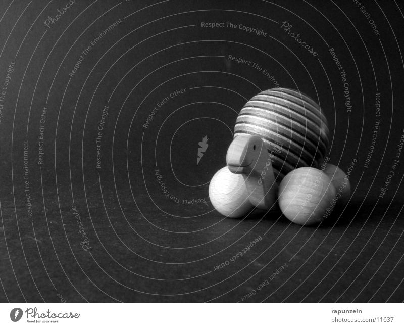 Schildkröte Holz Muster rund Handwerk Schwarzweißfoto Kugel