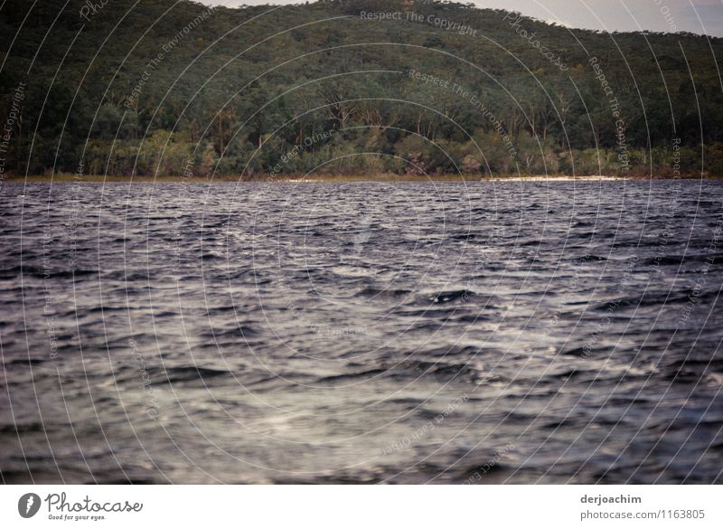 Außergewöhnlicher Süss Wasser See auf Fraser Island. Von Wald umrandet. Freude ruhig Freizeit & Hobby Ausflug Umwelt Sommer Baum Insel Queensland Australien