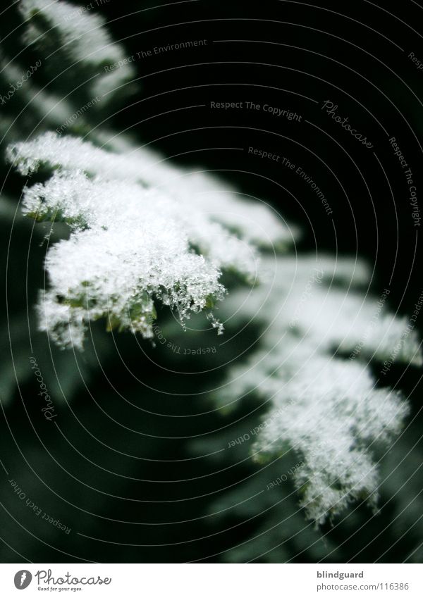 Little Winterdreams Schneekristall Eiskristall Lebensbaum grün kalt dunkel Makroaufnahme Baum erfrieren gefroren Dezember Januar Nahaufnahme Kristallstrukturen