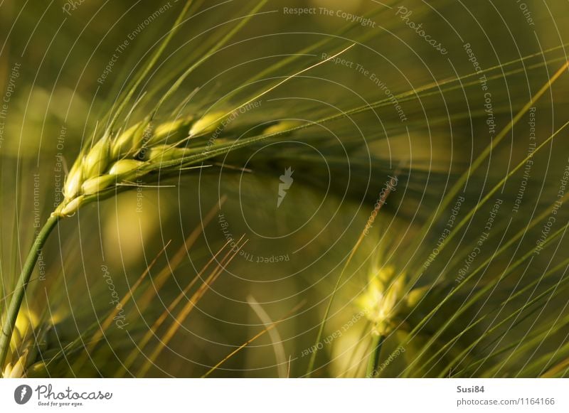 Ähre Natur Pflanze Sommer Gras Nutzpflanze Ähren Getreide Kornfeld Gerste Roggen Feld hängen Wachstum nachhaltig natürlich grün Stimmung Kraft Abenteuer Beginn