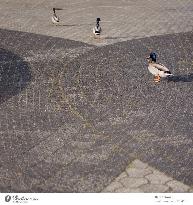 Herrenausflug Tier Vogel 3 Tiergruppe Tierfamilie blau grau grün Federvieh Entenvögel Familienausflug watscheln Kreis Pflastersteine gehen Flucht entenmarsch