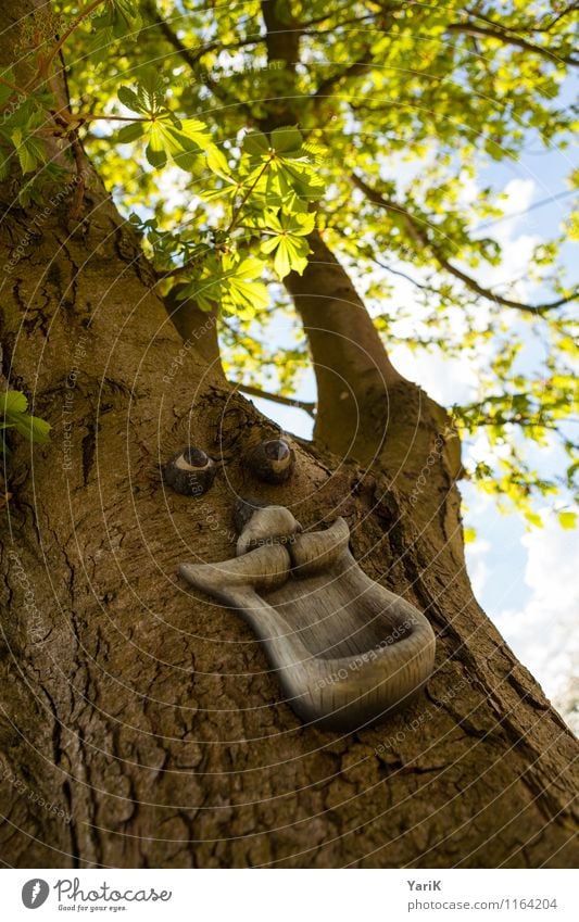 happy tree friend Ferien & Urlaub & Reisen Tourismus Ausflug Camping Sommer Sommerurlaub Sonne Umwelt Natur Frühling Schönes Wetter Baum Garten Glück