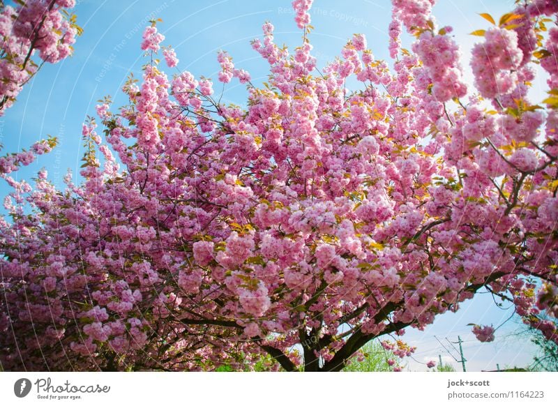 Kraft der Kirschblüte harmonisch Frühling exotisch Kirschblüten Kirschbaum Prenzlauer Berg Japanisch Blühend ästhetisch schön Kitsch viele rosa Güte Beginn