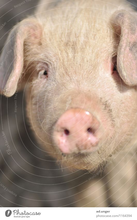 Deine Augen ... Natur Landschaft Tier Nutztier 1 Blick Schwein Schweinefleisch niedlich Farbfoto Außenaufnahme Menschenleer Tierporträt