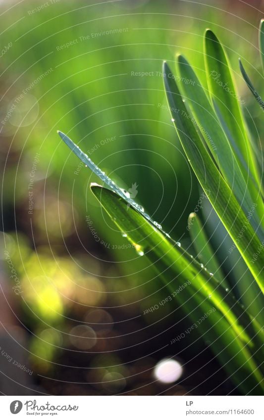 G Pflanze Erde Schönes Wetter Gras Blatt Garten glänzend mehrfarbig grün silber Beginn einzigartig Erholung Farbe Freude Inspiration Lebensfreude Natur