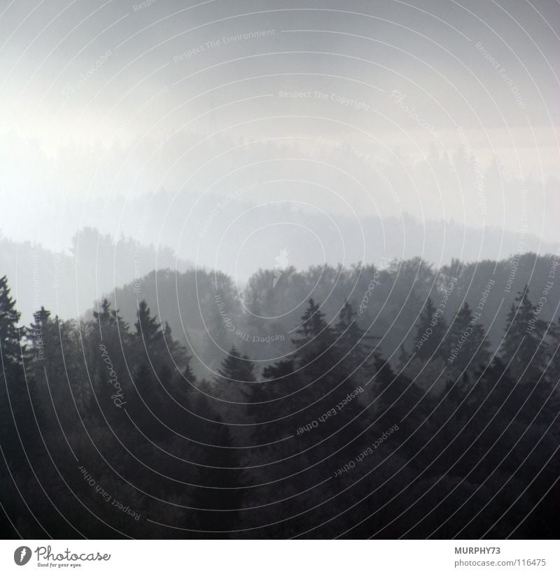 Bewaldete Hügel im Nebel Wald Nebellandschaft Baum Tanne Baumkrone Schweiz schwarz grau weiß Herbst Berge u. Gebirge Landschaft Waldhügel Himmel Tannenwipfel