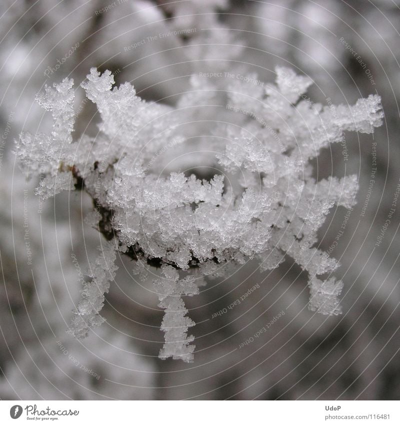 Rauhreifreigen Raureif weiß schwarz grau Nebel Dezember Sträucher Blume Eisblumen Winter schön Haselnußstrauch Gutes Neues Jahr! Schnee