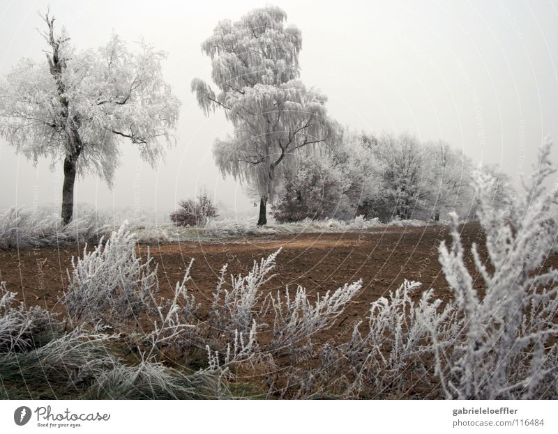 Ice Schnellzug Winter Deutschland Brandenburg Holzmehl weich rein Panorama (Aussicht) landscape snow frozen water tree countryside field earth white brown