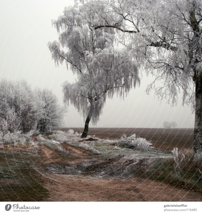 Barren Schnellzug weich Brand rein Winter Deutschland Brandenburg Holzmehl Panorama (Aussicht) landscape barren austere magic Coolness hard shiny innocent snow