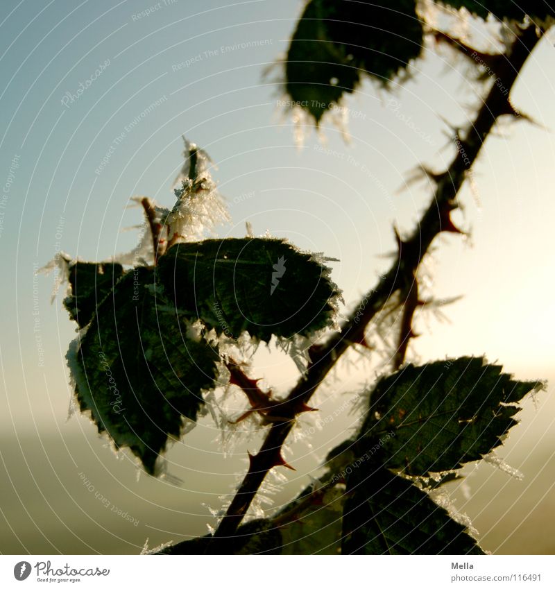 Eisdornen Raureif kalt Dorn stachelig Blatt Eiskristall Ranke Winter Pflanze einzeln quer diagonal grün weiß Stachel Kristallstrukturen Brombeeren