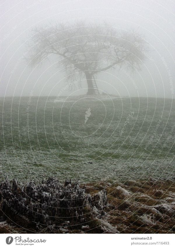 Der Baum 1 Wiese Schnee Nebel Landschaft Natur Landwirtschaft Einsamkeit kalt Winter Trauer Verzweiflung ursinator2.0 Traurigkeit