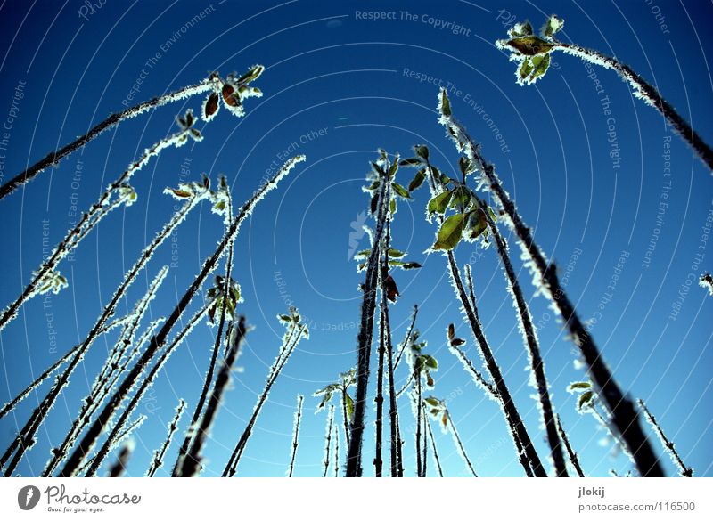 Himmelwärts II Winter Jahreszeiten Eis kalt grün Schnellzug Natur Raureif Pflanze Wachstum erfrieren gefroren Wiese Froschperspektive Frost cold season plants