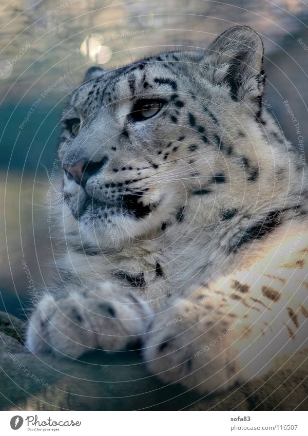 schneeleo2 Schneeleopard Leopard Katze Raubkatze Zoo Tiergarten Langeweile Blick Konzentration Säugetier Wildtier Einsamkeit portait portät