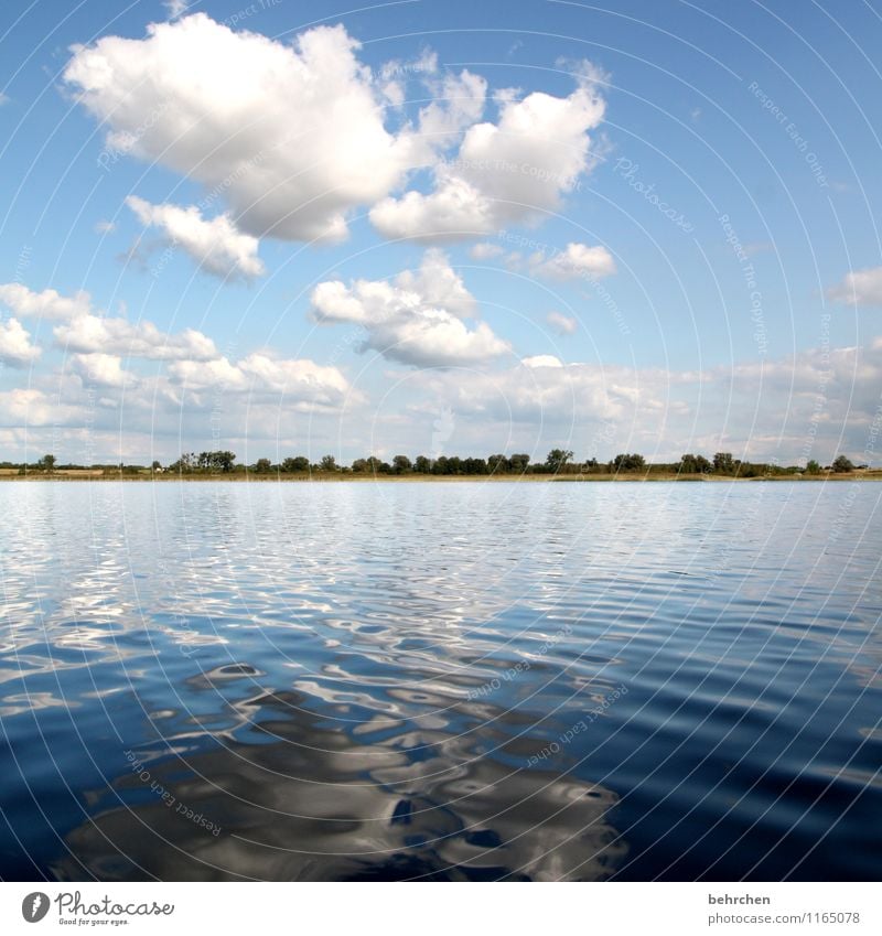 nach hause schwimmen Ferien & Urlaub & Reisen Tourismus Ausflug Abenteuer Ferne Freiheit Sommerurlaub Natur Landschaft Wasser Frühling Baum Wellen Seeufer