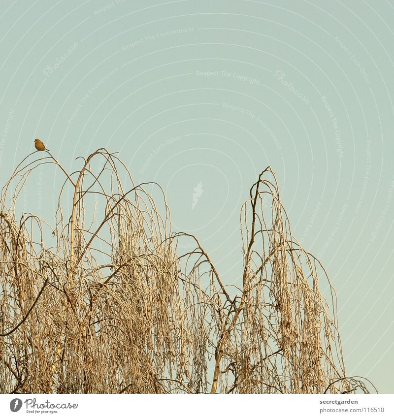 baumhoch Vogel Baum laublos Winter Herbst hocken hockend Raum ruhig Erholung Trauer Langeweile Pause gefährlich Birke beobachten dunkel Gemälde trist Ferne