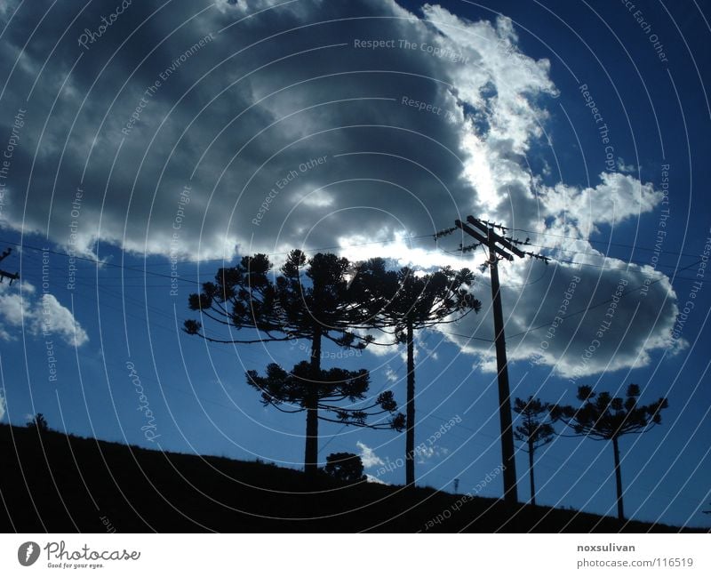 Cloud Eclipse Himmel Baum Wolken hell Blatt Wahrzeichen Denkmal Panorama (Aussicht) Sommer Tree sky clouds blue shadows brightness galho leaves