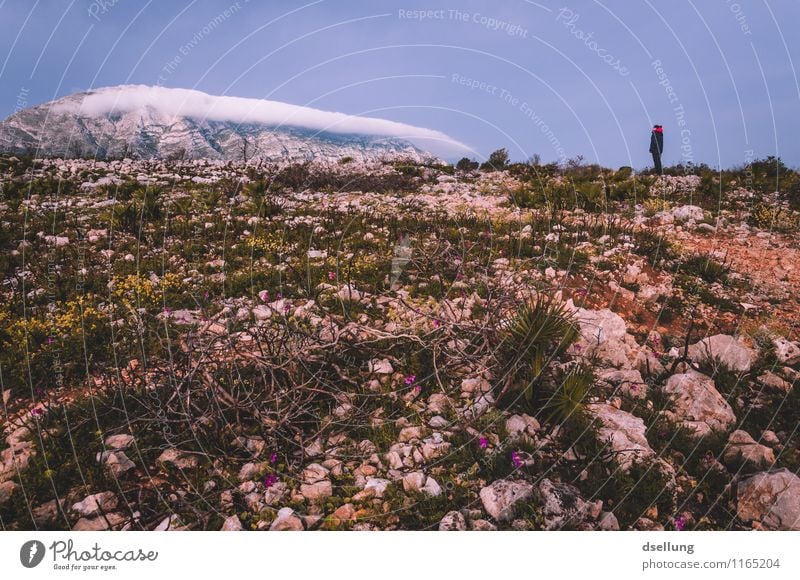 das Ziel vor Augen. wandern feminin Junge Frau Jugendliche 1 Mensch 18-30 Jahre Erwachsene Landschaft Pflanze Erde Himmel Wolken Frühling Schönes Wetter Blume